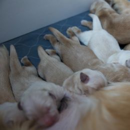 Female golden puppy - Golden female Golden Retriever puppy in Lemoore, California from UnrivaledGoldens