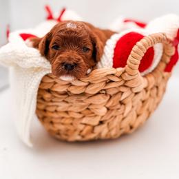 Phoenix - Red male Cavapoo puppy in Idaho Falls, Idaho from Freckle Paw Family