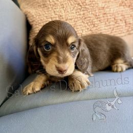 Rolo - Chocolate and cream female Dachshund puppy in Alva, Florida from Salty C's Dachshunds