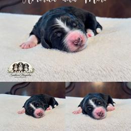 America - Black and white female Bernedoodle puppy in Spartanburg, South Carolina from Southern Magnolia Bernedoodles