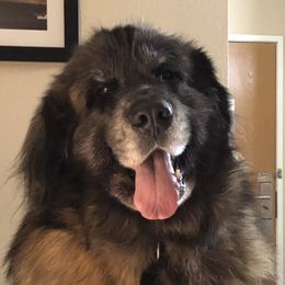 Satchmo - Leonberger