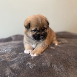 Ronan - Red male Shiba Inu puppy in Monett, Missouri from Happy Tails Shiba Inus