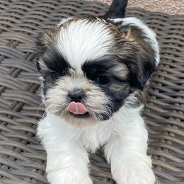 Shih Tzu Puppies from Willow Lane Shih Tzus