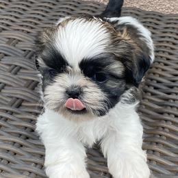 Shih Tzu Puppies from Willow Lane Shih Tzus