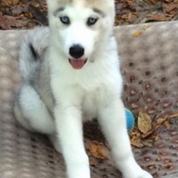 Siberian Huskies from Yetieska Siberians