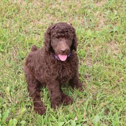 Poodle Puppies from RK'S Pets