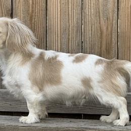 Dachshunds from Hart of Doxie