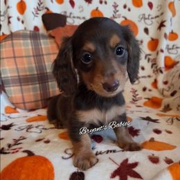 Baby girl - Chocolate and tan female Dachshund puppy in Girard, Illinois from Bryant's Babies
