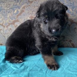 Teal collar boy - Bi-color male German Shepherd puppy in Coleta, Illinois from Four Leaf Farm- Vom Vierblättriges Bauernhof