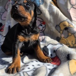 Pink - Black and rust female Doberman Pinscher puppy in Denham Springs, Louisiana from Franklin Dobermans