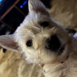 Pink Collar - Wheaten female Scottish Terrier puppy in Chandler, Arizona from Azscotties.com