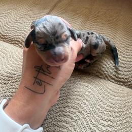 Dapple Girl - Dapple female Dachshund puppy in Gulfport, Mississippi from Candy & Caits Farmstead Mini Doxies