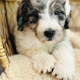 Eve - Merle female Bernedoodle puppy in Natural Bridge, Virginia from Rockbridge Puppies