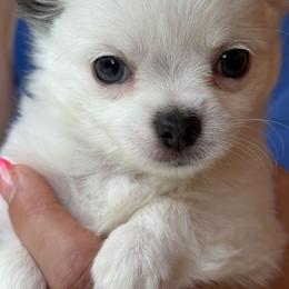 Blue - Blue and white male Chihuahua puppy in Reidsville, North Carolina from Kristims Chihuahuas
