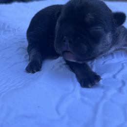Worf - Black and tan male French Bulldog puppy in Rhode Island from Hope Valley Hounds