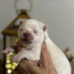 Cashmere - White male Pomeranian puppy in Odessa, Texas from Cherry's Poms