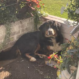 Dakota - Bernese Mountain Dog