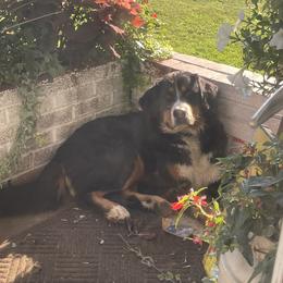 Dakota - Bernese Mountain Dog