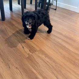 Bernedoodle Puppies from Michelle Green