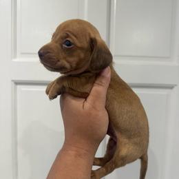 Dancer - Chocolate male Dachshund puppy in Fort Myers, Florida from Lady Margery’s Dachshunds