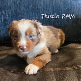 Thistle - Red merle male Miniature Australian Shepherd puppy in Paris, Texas from Blue Envy Mini Aussies