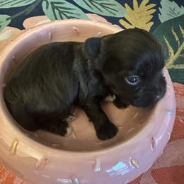Hope - Chocolate female Havanese puppy in Arizona from HavaDoggie