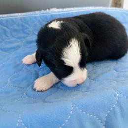 Night - Black & white female Miniature Australian Shepherd puppy in Norco, California from Joyfulpuppies