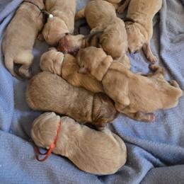 Boy 5 - male Golden Retriever puppy in Greenbrier, Tennessee from Glambleberry Goldens