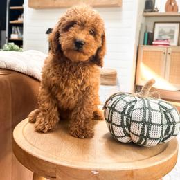 Aspen - Red  female Goldendoodle puppy in Alamance County, North Carolina from Doodle Squad Puppies