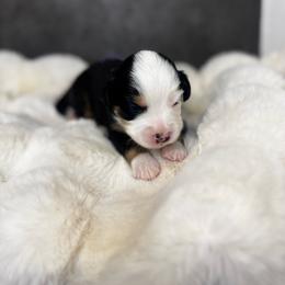 Ms. Purple - Black tri-color female Aussiedoodle puppy in San Antonio, Texas from Lovable Doodles SA