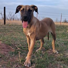 Fauna - Fawn female Great Dane puppy in Cunningham, Kansas from Garden Grove Great Danes