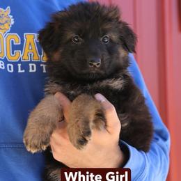 Girl 1 - Black and red female German Shepherd puppy in Humboldt, Iowa from Valiant Shepherds