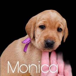 Monica - Yellow female Labrador Retriever puppy in Sidney, Nebraska from Nebraska Strong Labradors