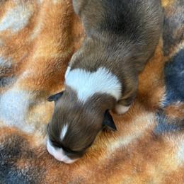 CRUZ AKC - Sable female Pembroke Welsh Corgi puppy in Hinton, Oklahoma from Green Cloud Ranch
