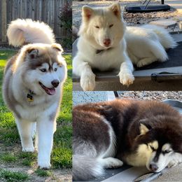 Siberian Husky All Grown Up from Freedom Huskies