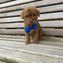 Dark Blue - Buff male Cockapoo puppy in Maurice, Louisiana from Cajun Cockapoo’s