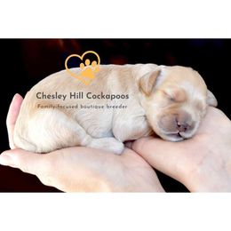 Cockapoo Puppies from Chesley Hill Cockapoos