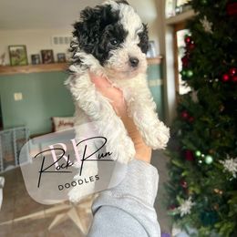 Oreo - Parti male Goldendoodle puppy in Upper Sandusky, Ohio from Rock Run Homestead