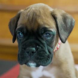 Red - Fawn male Boxer puppy in Fayetteville, Tennessee from Euro Boxers of Tennessee