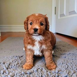 Hershey - Red  male Goldendoodle puppy in Glenford, Ohio from Mi-De Doodles