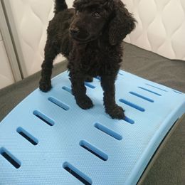 Purple boy - Black Poodle puppy in Caldwell, Ohio from Noble Hill Standard Poodles