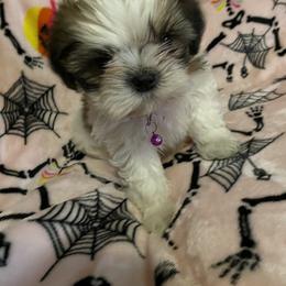 Shih Tzu Puppies from Pup Paw-lace