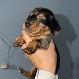 Bosley - Dapple male Dachshund puppy in Onalaska, Texas from Smokey Pines Dachshunds