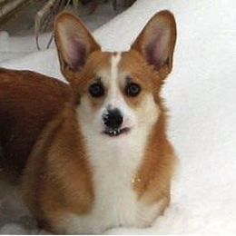 Pembroke Welsh Corgi All Grown Up from Cefin Corgis