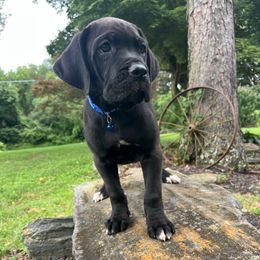 Chopper - Black male Cane Corso puppy in Brownstown, Pennsylvania from Lititz Cane Corsos