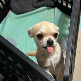 Fuja - Cream female Chihuahua puppy in Miami, Florida from GioVel Chihuahua and Italian greyhounds