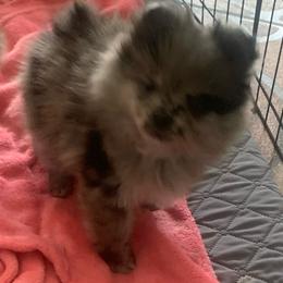 Boy 1 - Blue merle male Pomeranian puppy in Gotha, Florida from Jazzi’s Poms