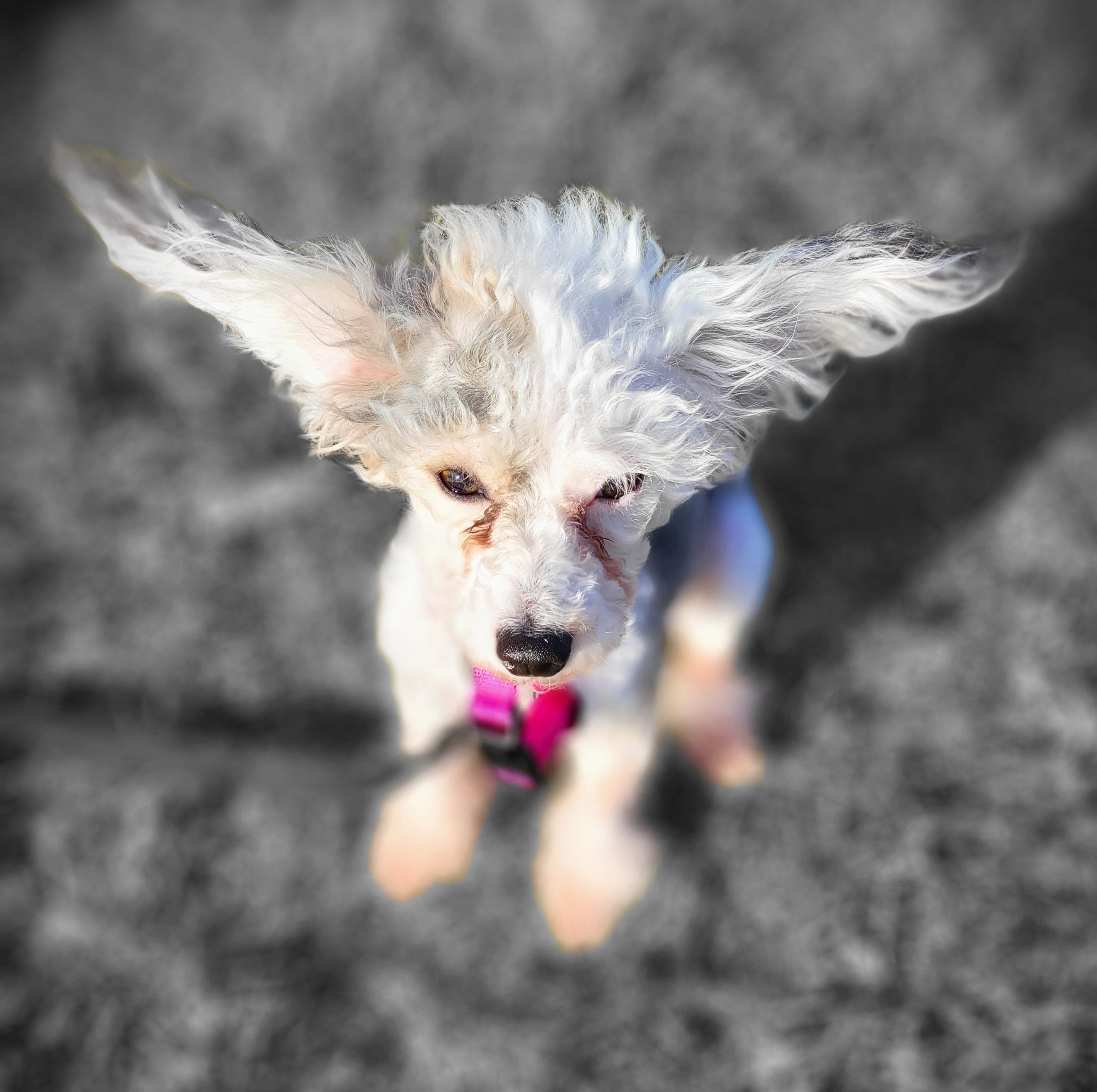 DeJah - Chinese Crested