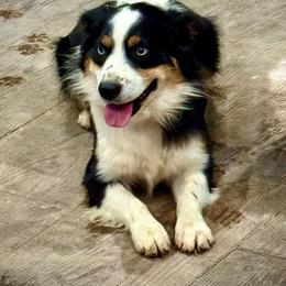 Ranger - Miniature Australian Shepherd