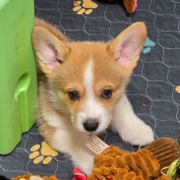 Red Rock - Sable male Pembroke Welsh Corgi puppy in Charleston, Arkansas from Hilltop Corgis